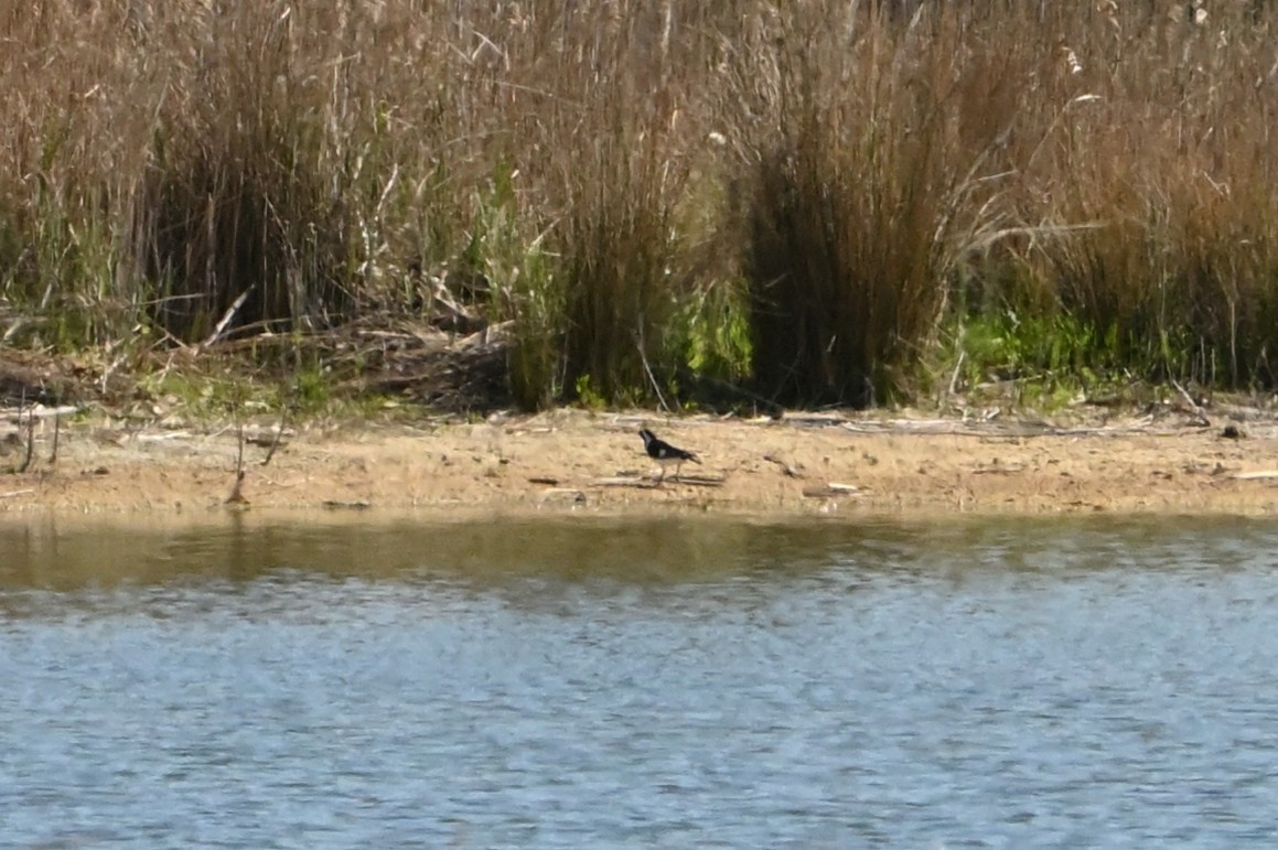 Magpie-lark - ML643901908