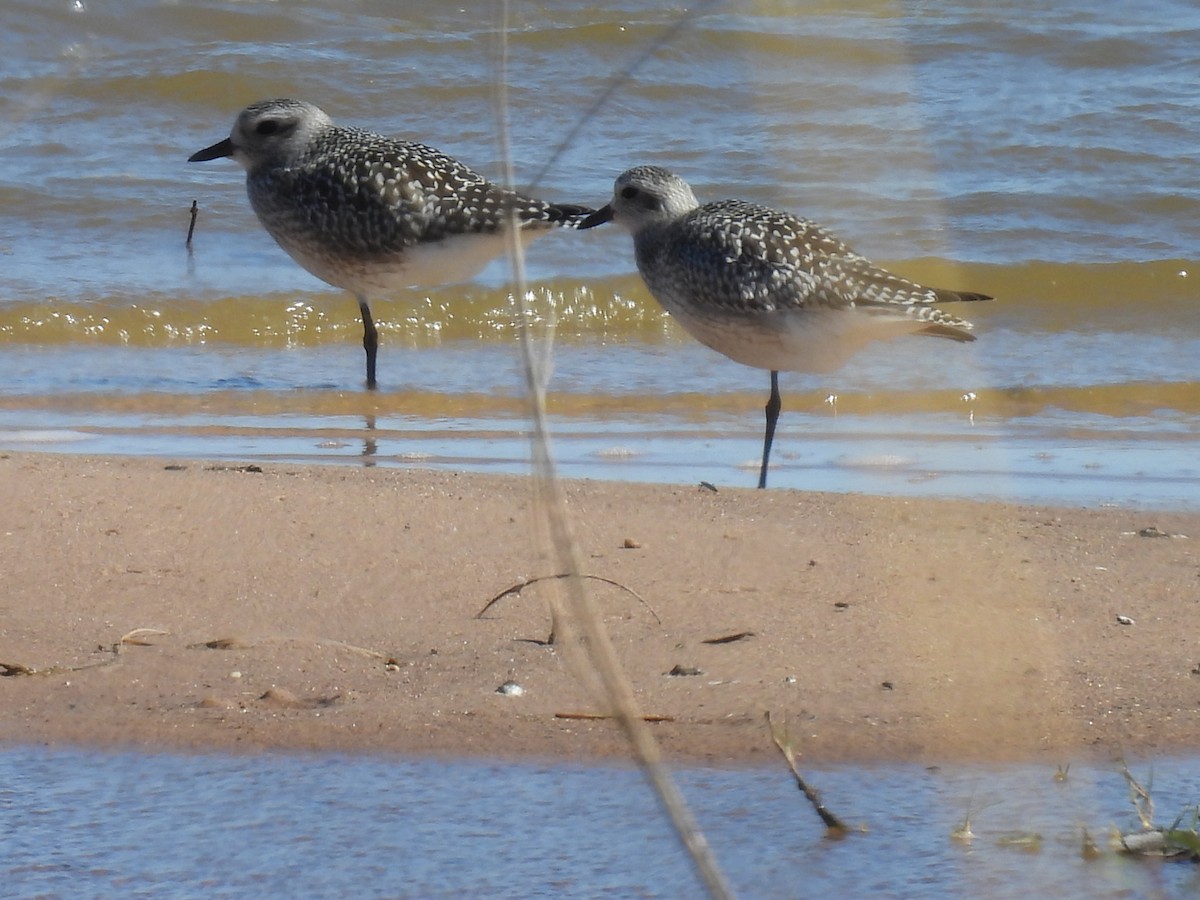 Black-bellied Plover - ML643901911