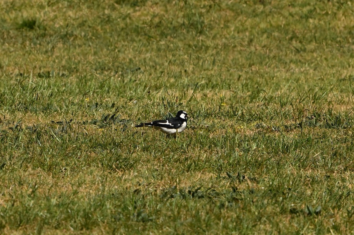 Magpie-lark - ML643901912