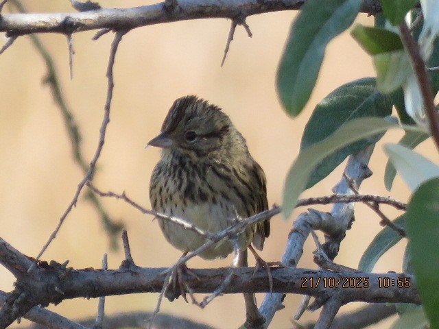 Lincoln's Sparrow - ML643901926
