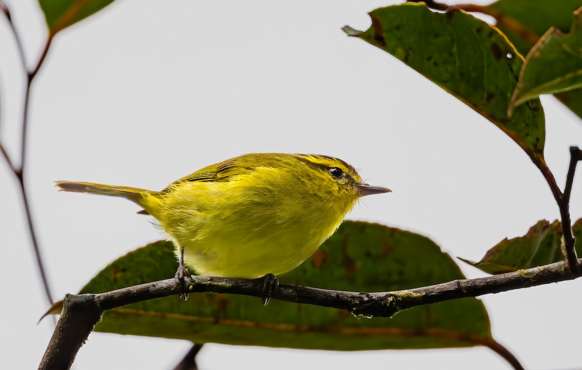 Mountain Leaf Warbler - ML643901944