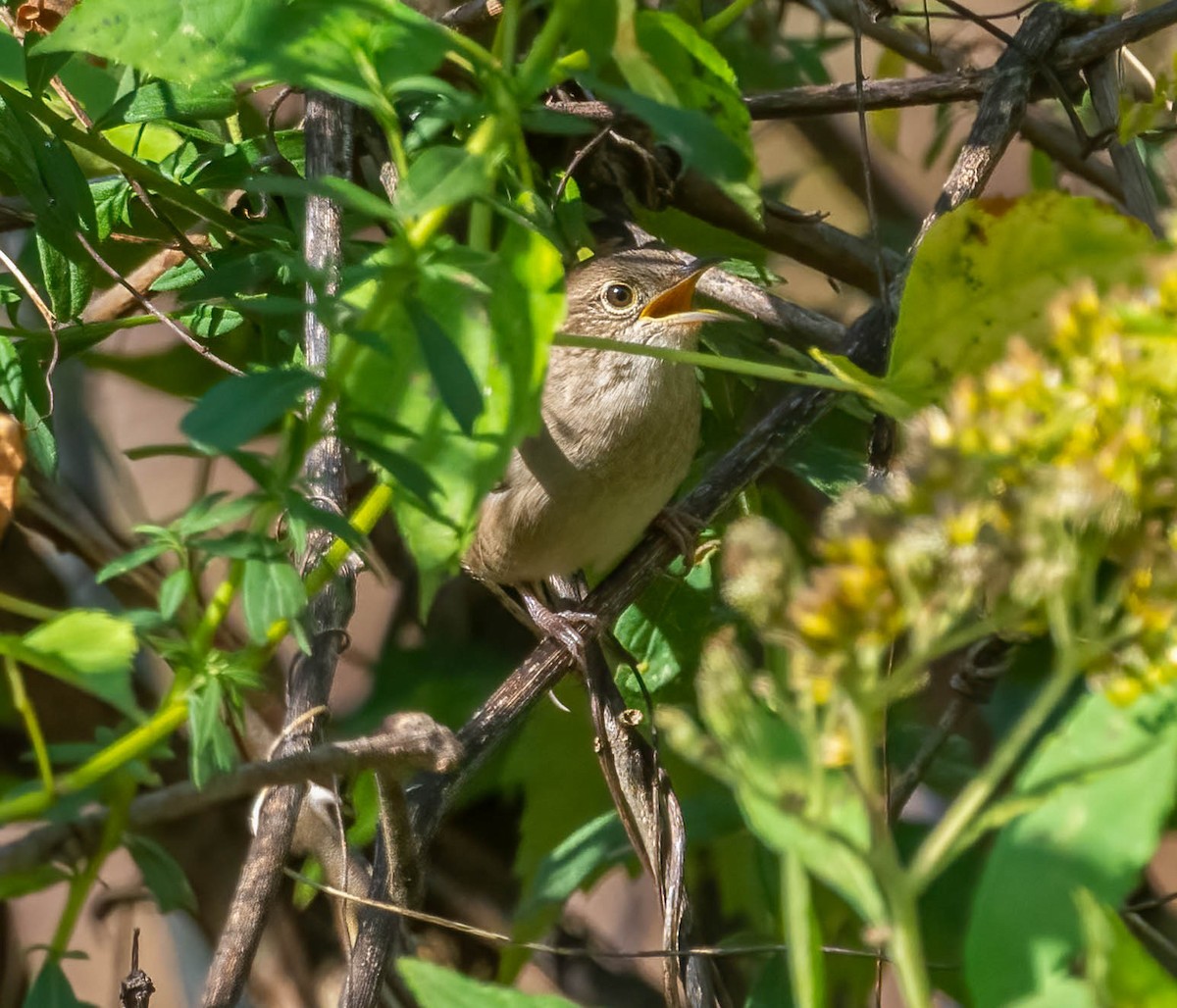 Northern House Wren - ML643901950