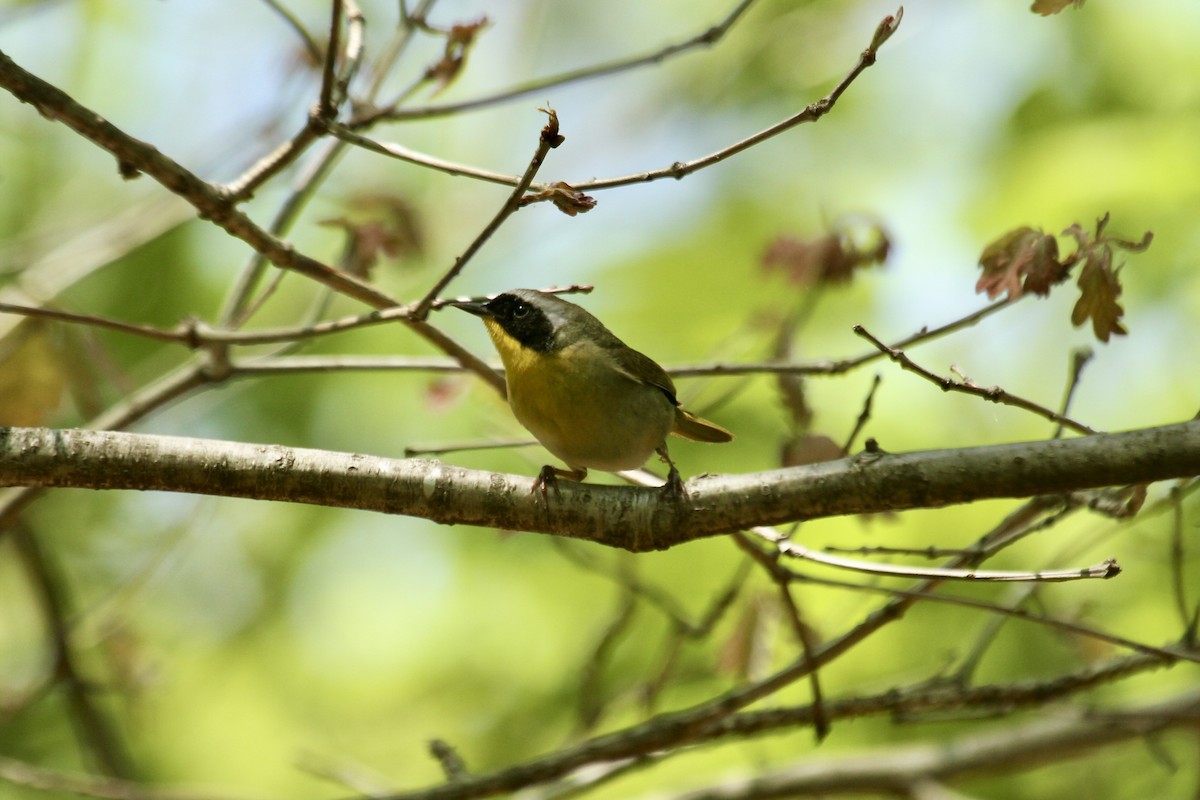 Common Yellowthroat - ML643901951