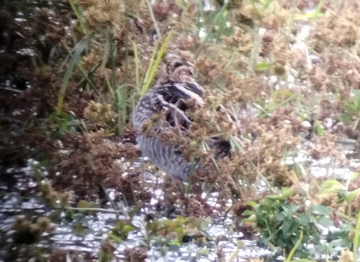 Wilson's Snipe - ML643901953