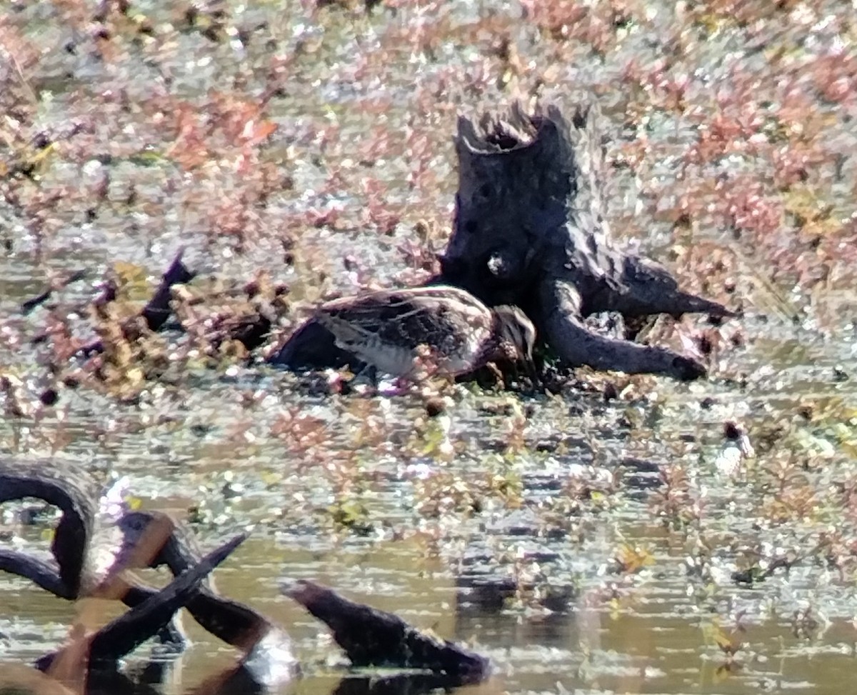 Wilson's Snipe - ML643901954
