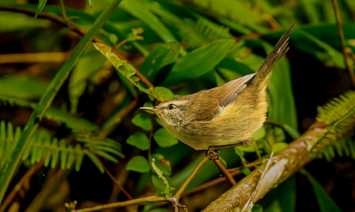 Aberrant Bush Warbler - ML643901958