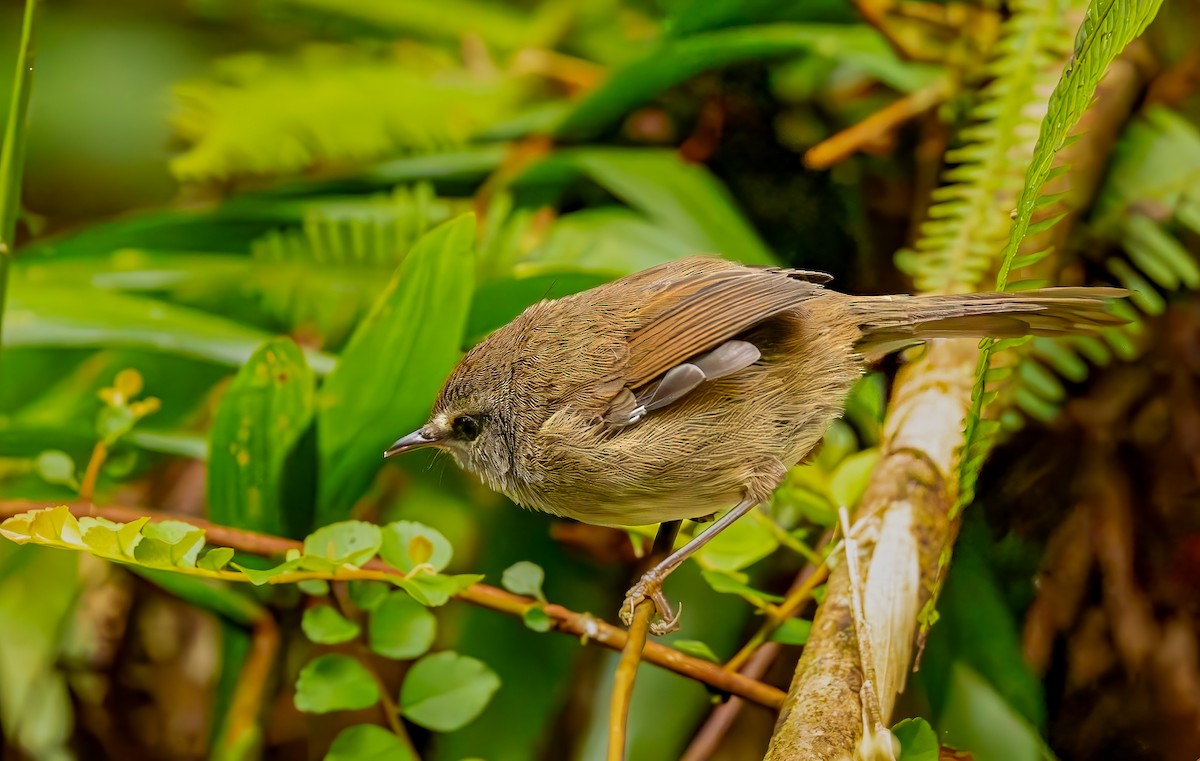 Aberrant Bush Warbler - ML643901959