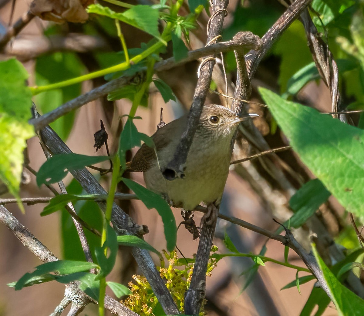 Northern House Wren - ML643901963