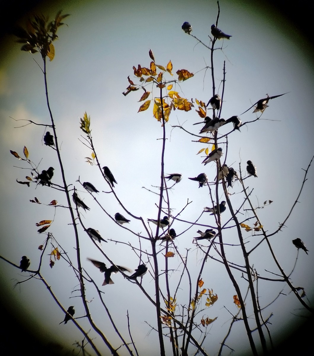 Tree Swallow - ML643901966