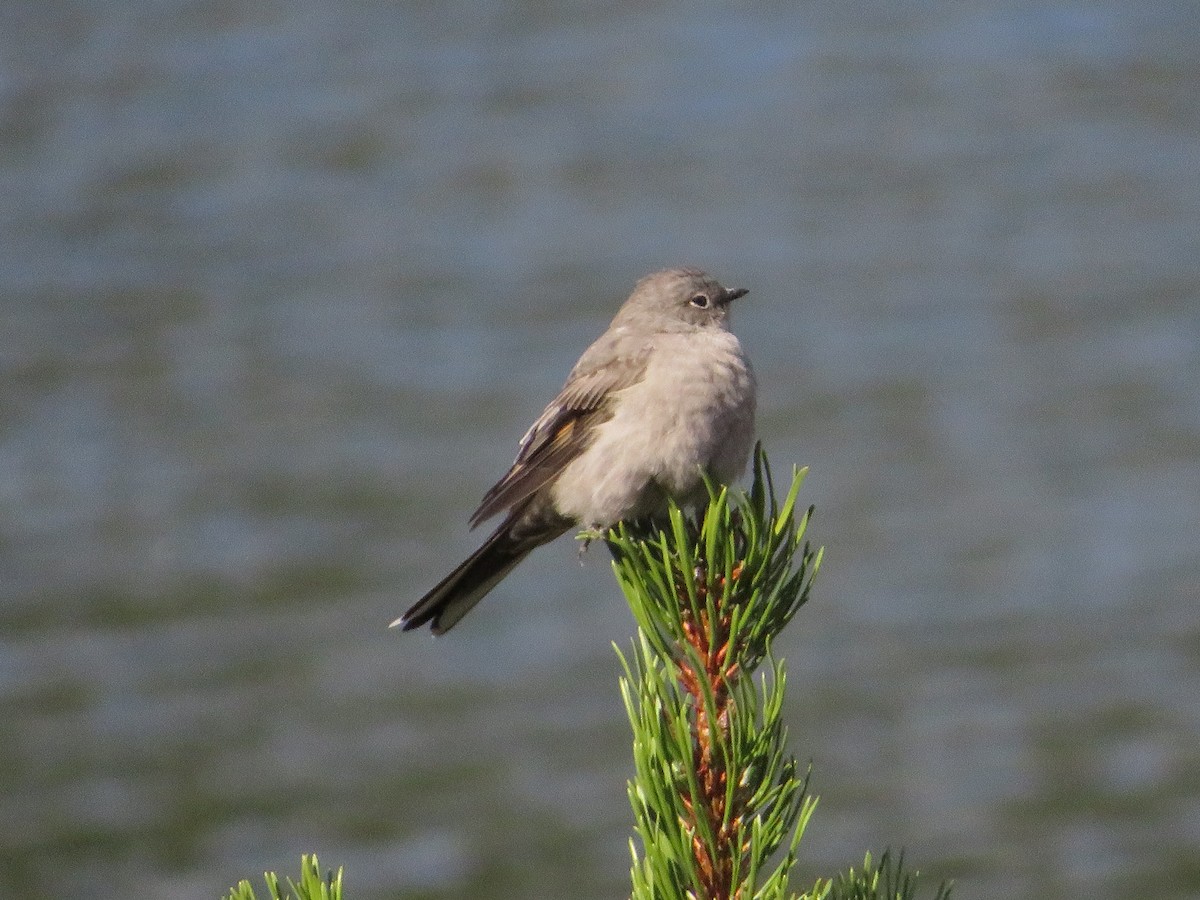 Townsend's Solitaire - ML643901988