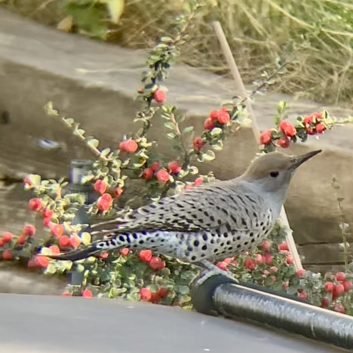 Northern Flicker (Red-shafted) - ML643902027