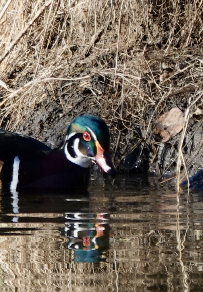 Wood Duck - ML643902032