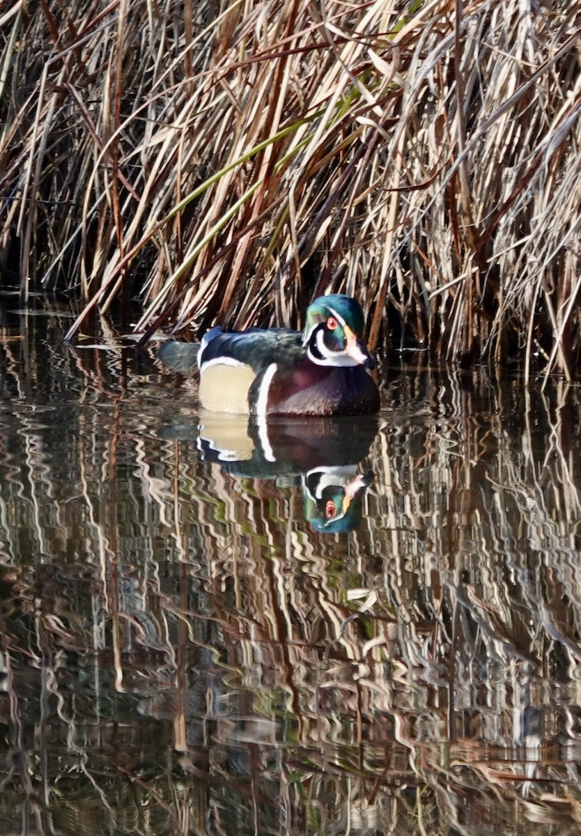 Wood Duck - ML643902033