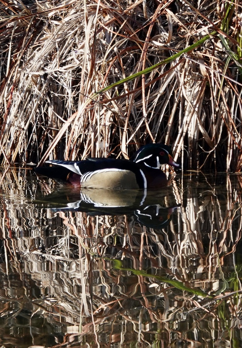 Wood Duck - ML643902034