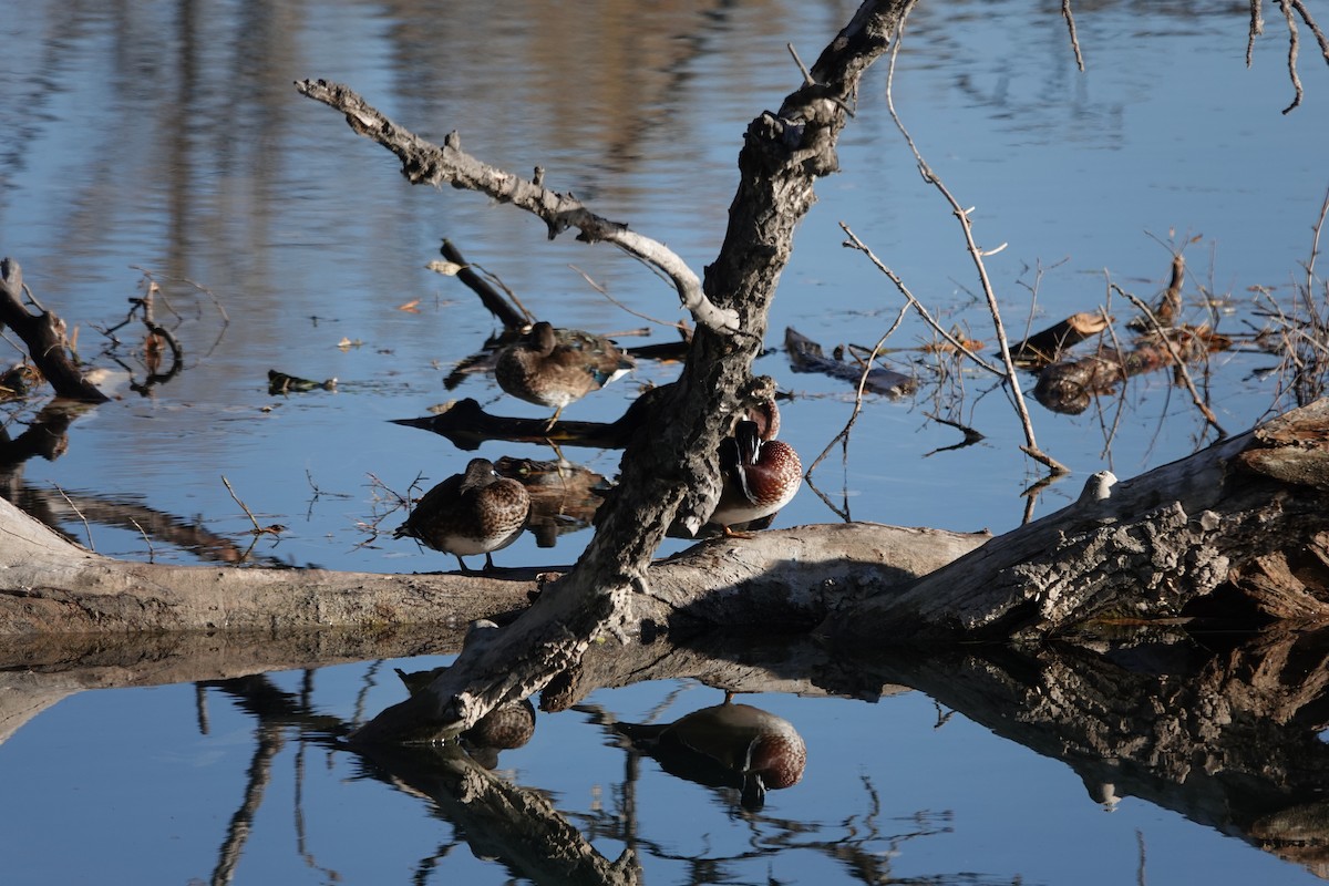 Wood Duck - ML643902035