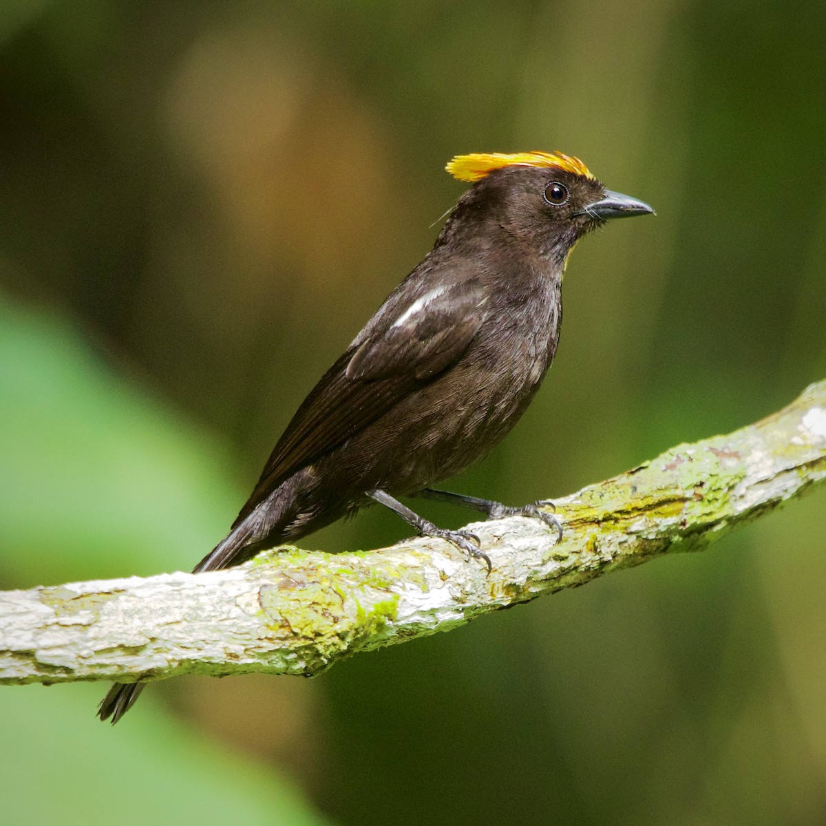 Flame-crested Tanager - ML643902044