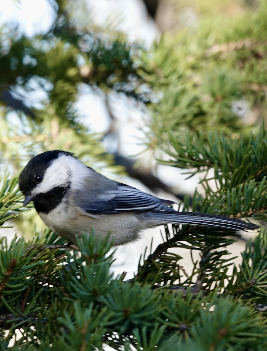 Black-capped Chickadee - ML643902055
