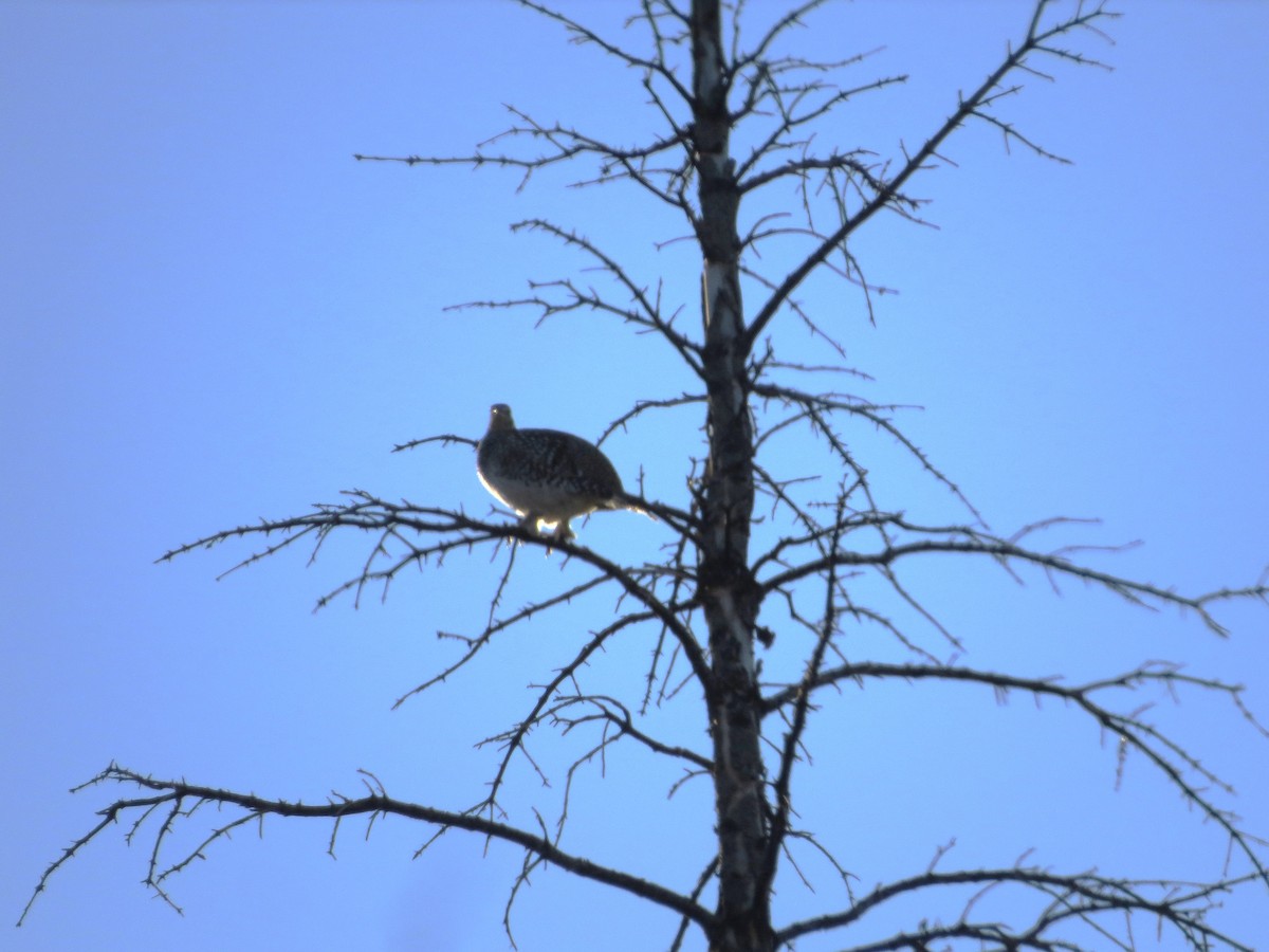 Sharp-tailed Grouse - ML643902059