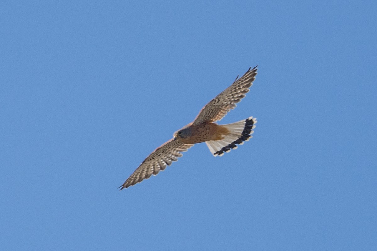 Eurasian Kestrel - ML643902061