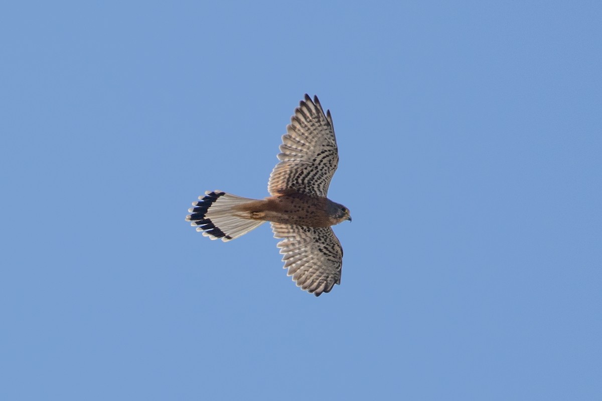 Eurasian Kestrel - ML643902062