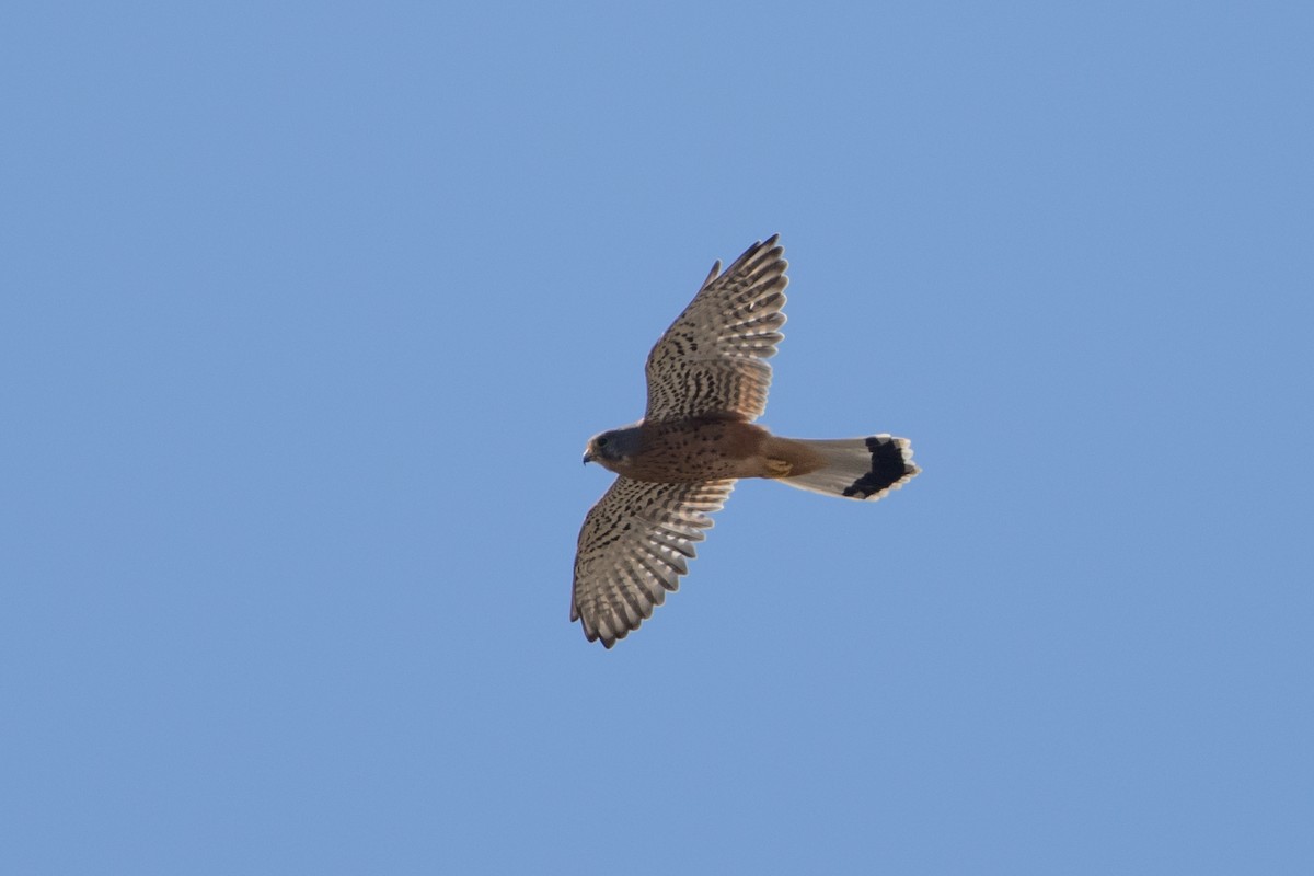 Eurasian Kestrel - ML643902063