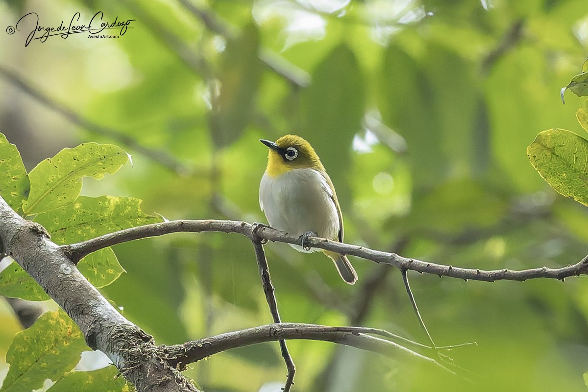 Malagasy White-eye - ML643902073