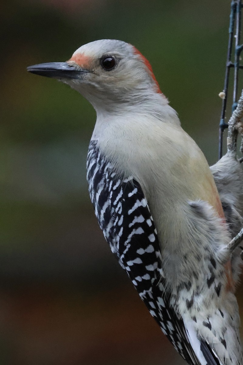 Red-bellied Woodpecker - ML643902076