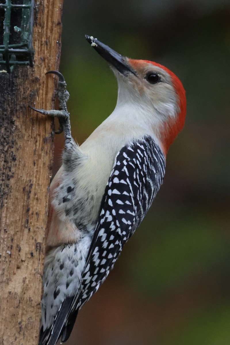 Red-bellied Woodpecker - ML643902077