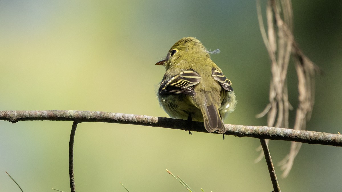 Yellow-bellied Flycatcher - ML643902082