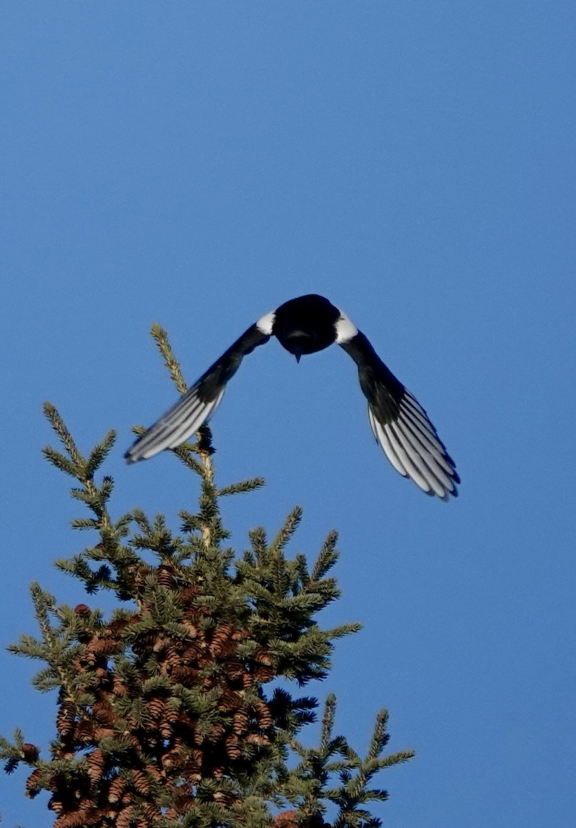 Black-billed Magpie - ML643902083