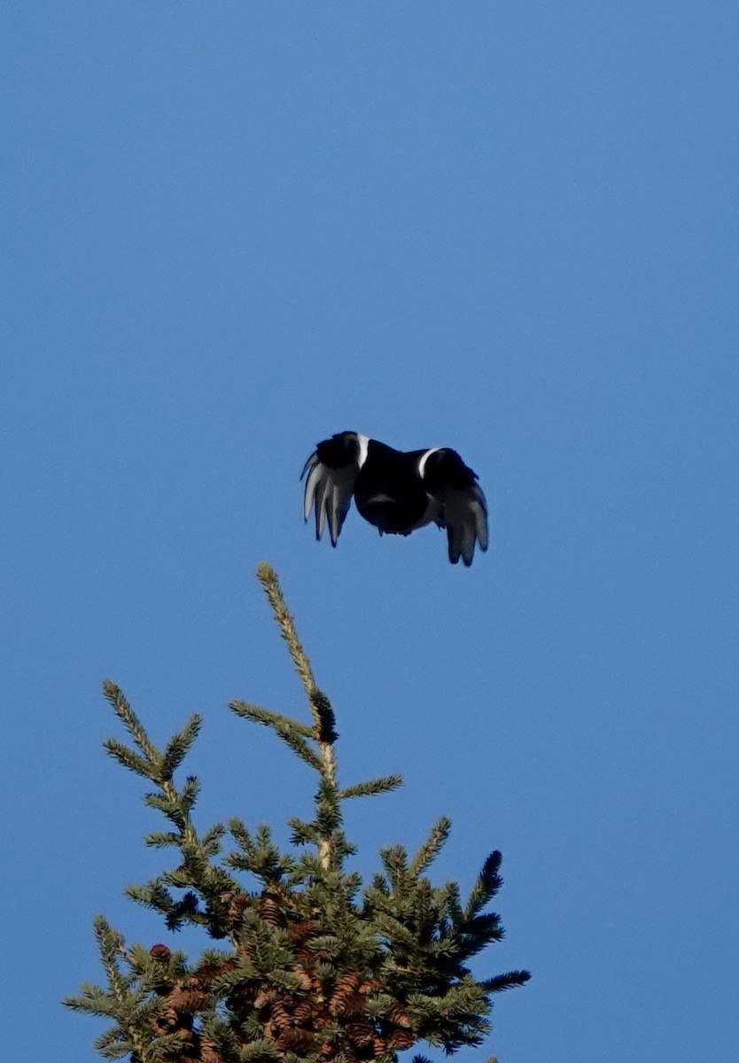 Black-billed Magpie - ML643902084