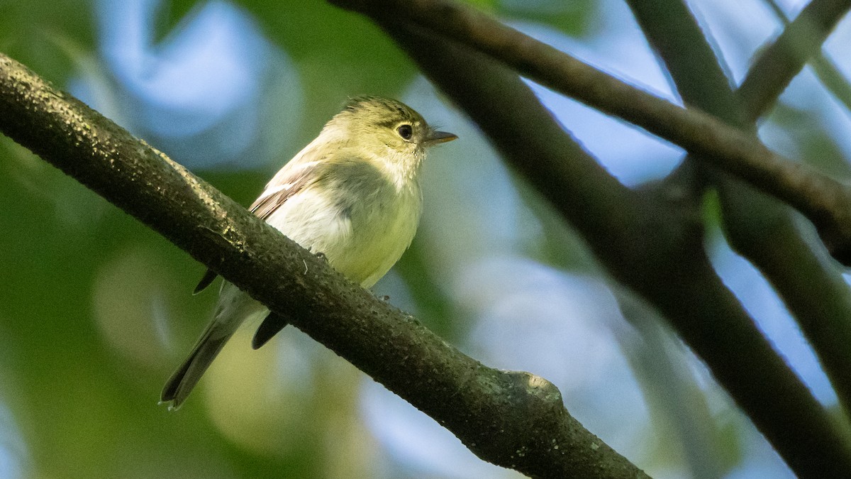 Yellow-bellied Flycatcher - ML643902097