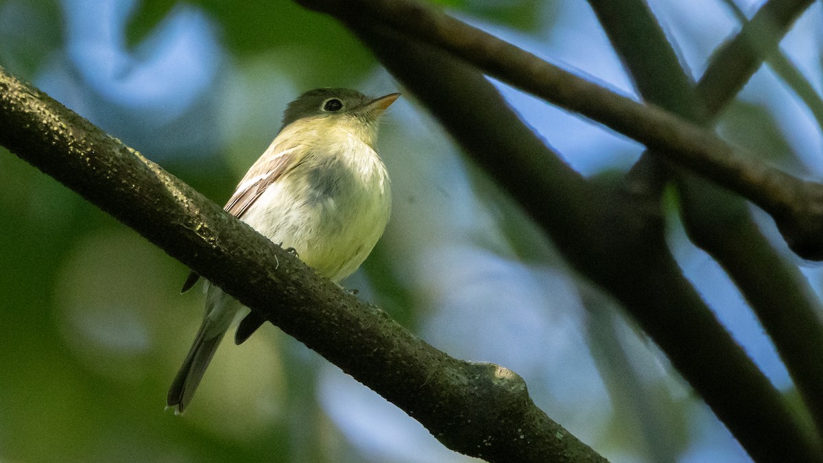 Yellow-bellied Flycatcher - ML643902100