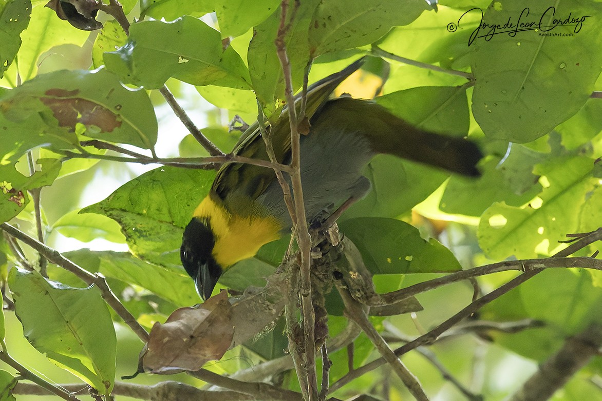 Nelikurvi Dokumacısı - ML643902111