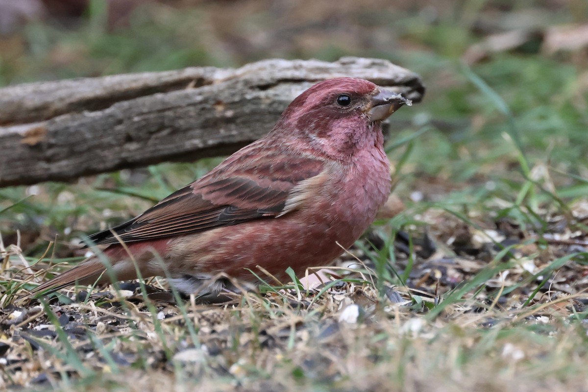 Purple Finch - ML643902136