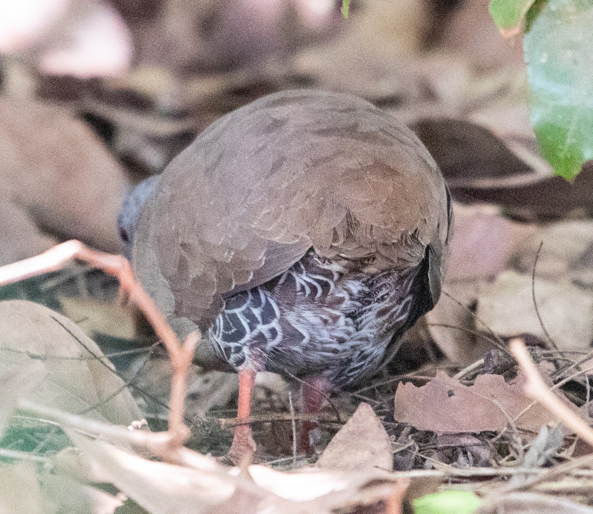 Tinamou à petit bec - ML643902169
