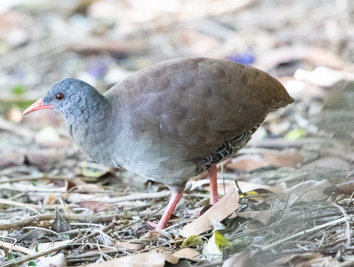 Tinamou à petit bec - ML643902172