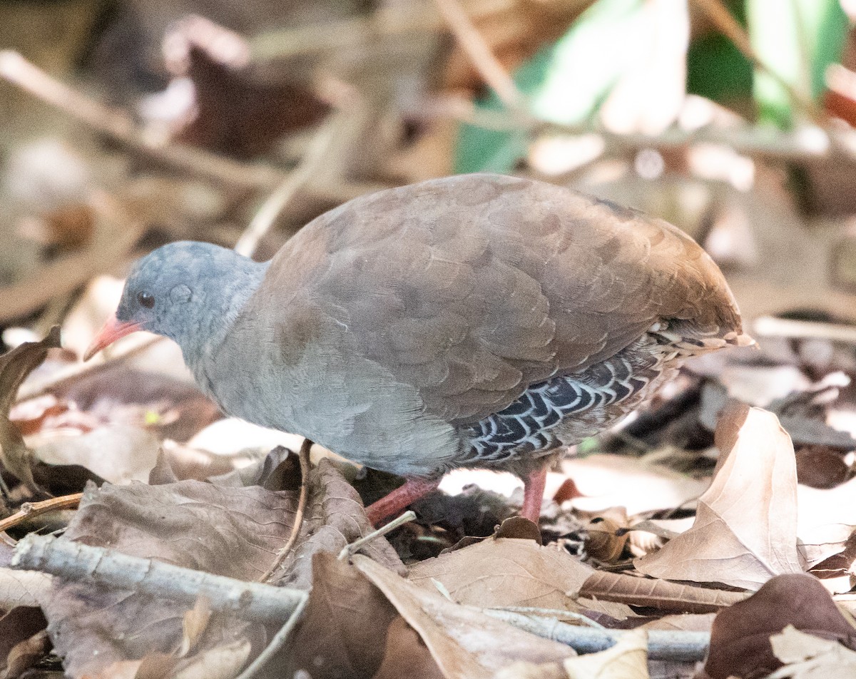 Tinamou à petit bec - ML643902174