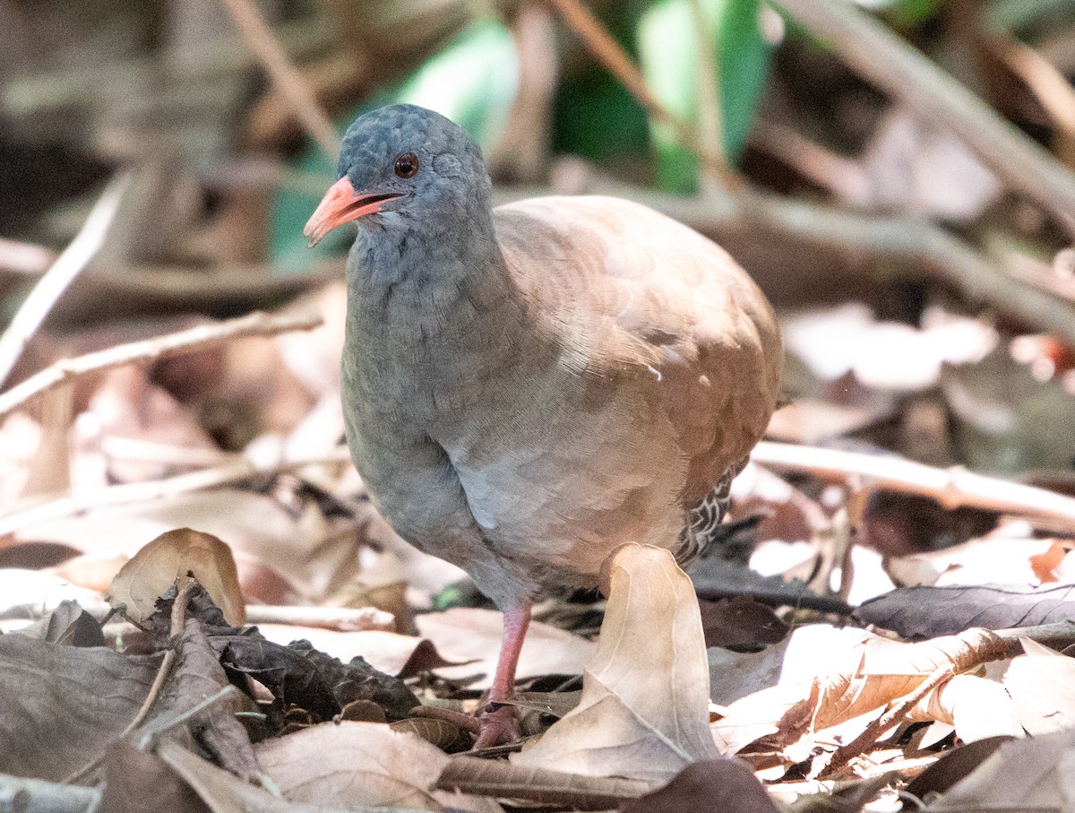 Tinamou à petit bec - ML643902175