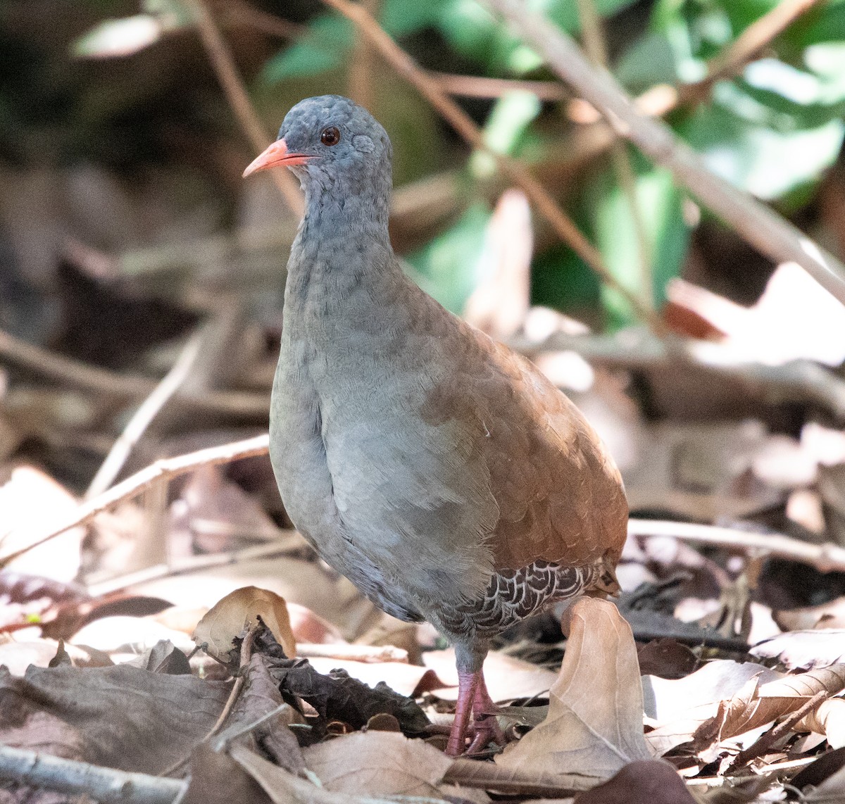 Tinamou à petit bec - ML643902176