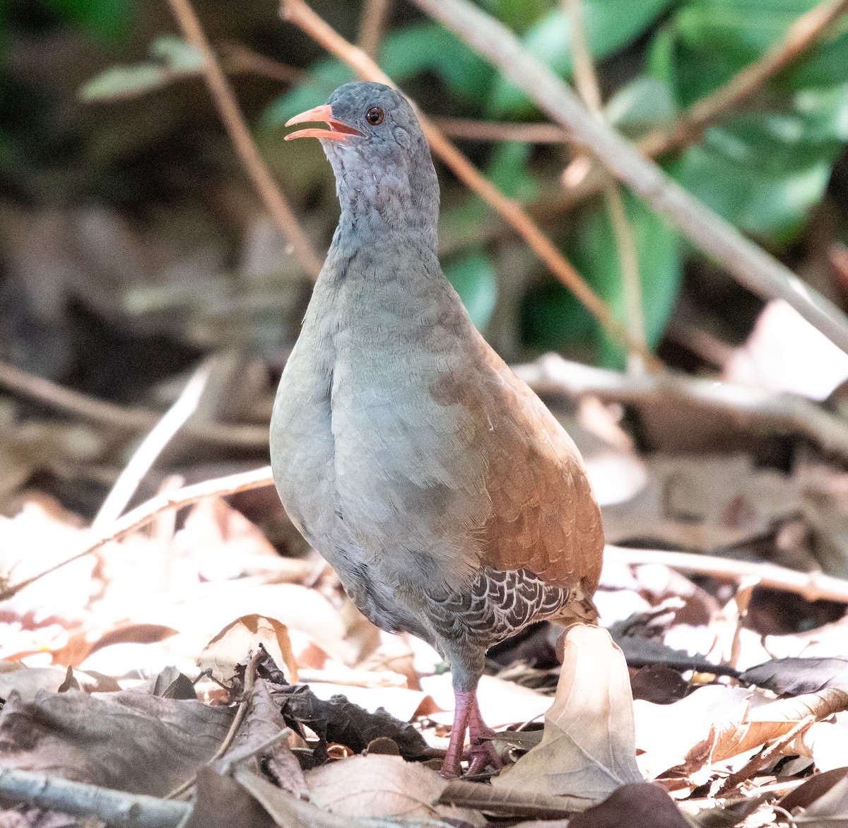 Tinamou à petit bec - ML643902177