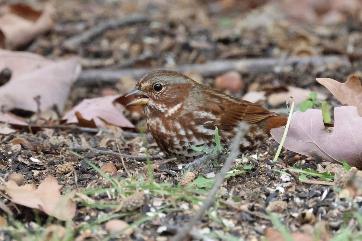 Fox Sparrow - ML643902179
