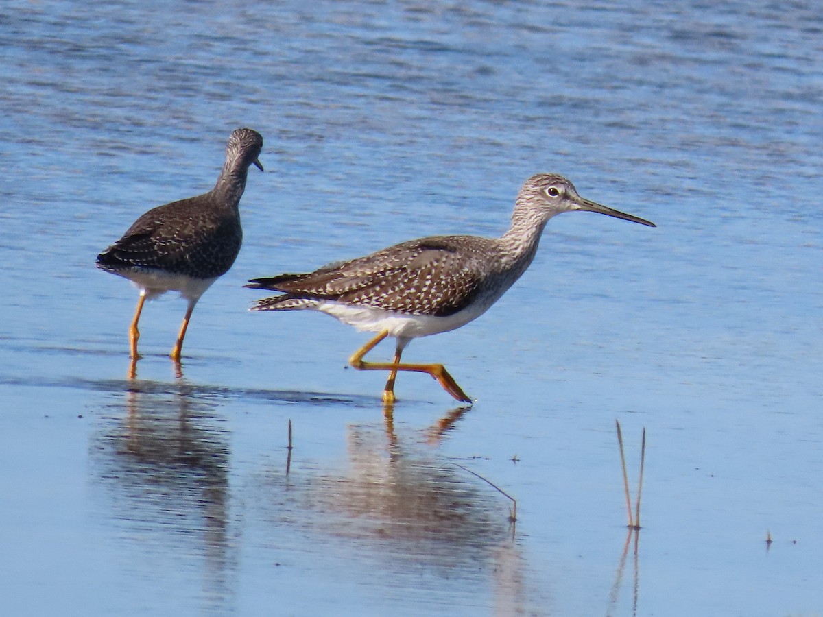 Greater Yellowlegs - ML643902182
