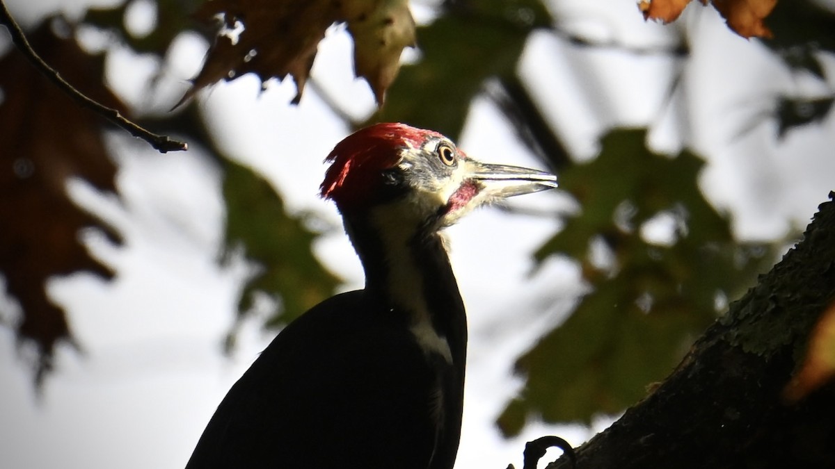 Pileated Woodpecker - ML643902184
