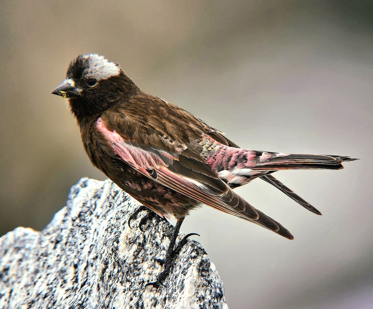 Black Rosy-Finch - ML643902188