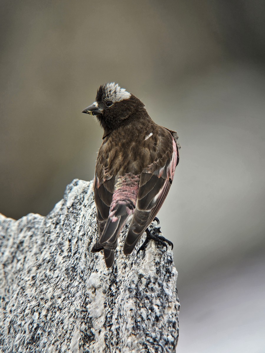 Black Rosy-Finch - ML643902189