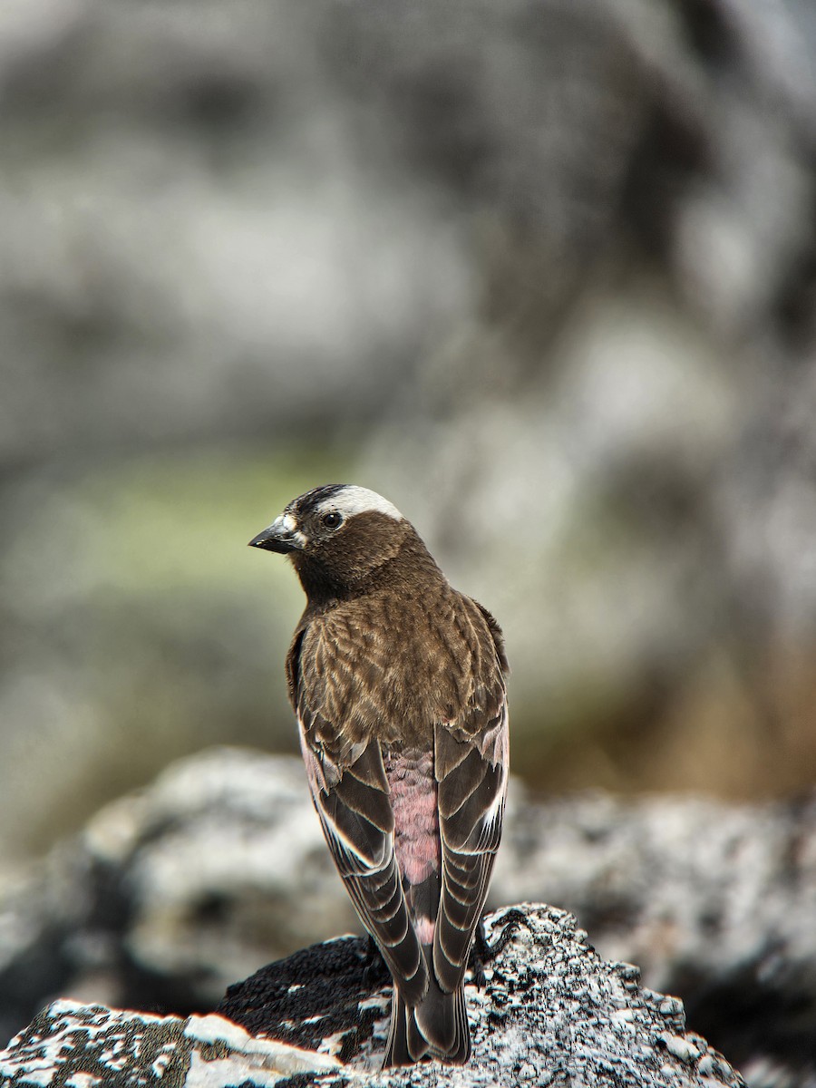 Black Rosy-Finch - ML643902190