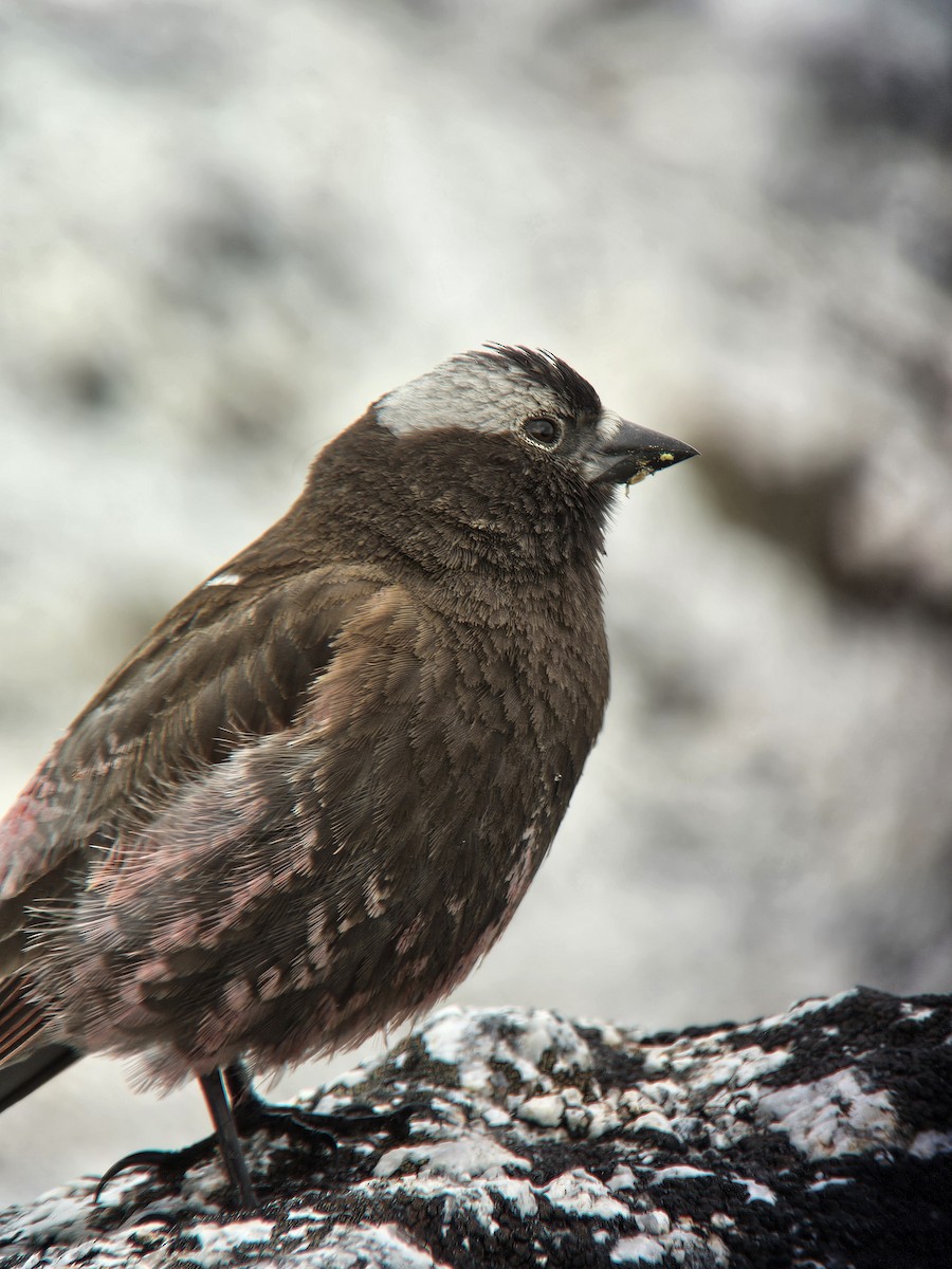 Black Rosy-Finch - ML643902191