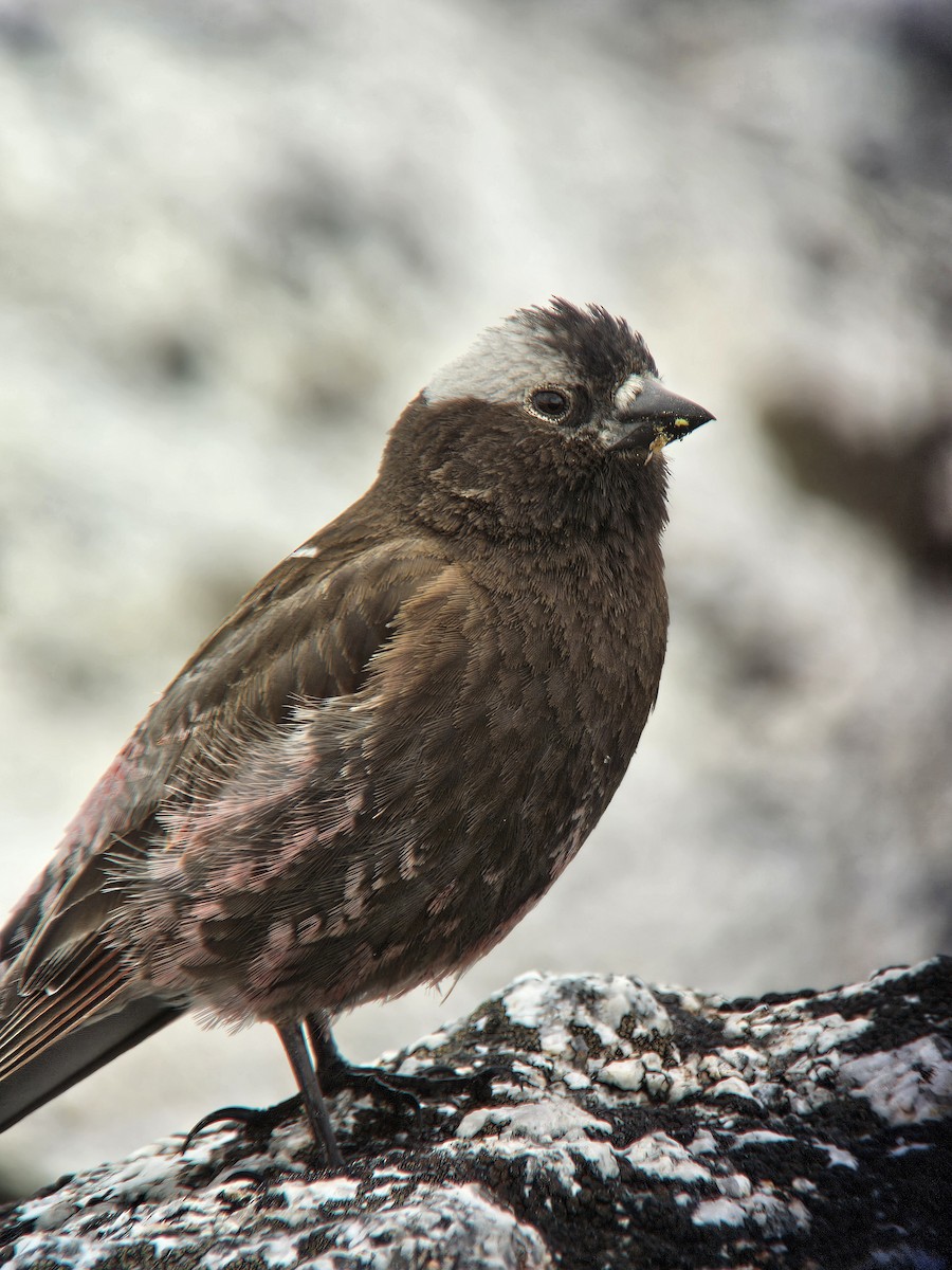 Black Rosy-Finch - ML643902192