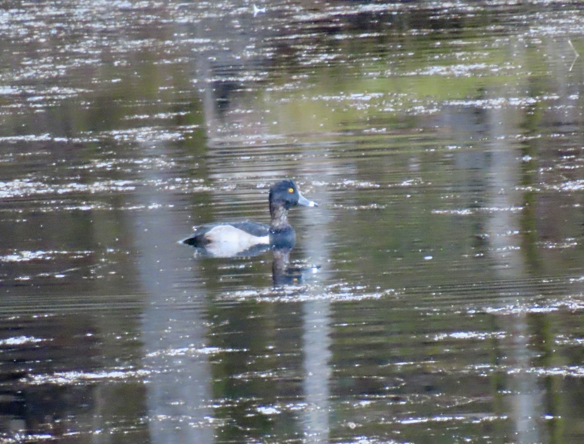 Ring-necked Duck - ML643902195